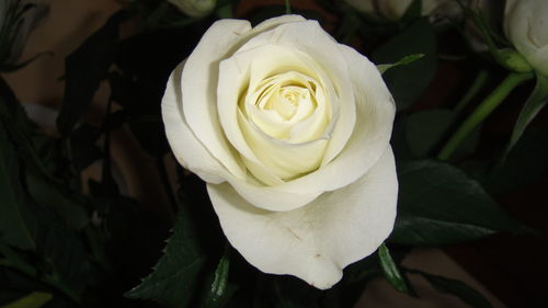 Close-up of white rose