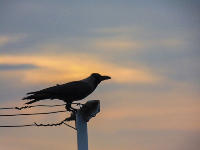 LOW ANGLE VIEW OF BIRDS PERCHING ON TREE