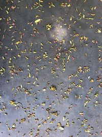 High angle view of fallen leaves