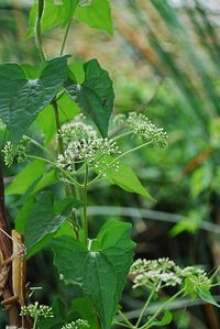 Close-up of fresh green plant