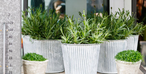 Close-up of potted plants in greenhouse