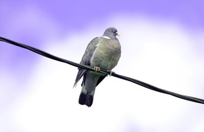 Bird perching on railing