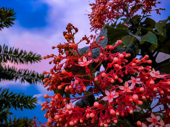 Low angle view of red flowering plant against sky