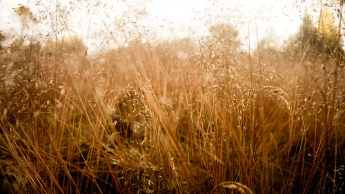 Close-up of grass on field against sky