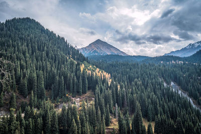 Panoramic view of trees in forest against sky and mountain 