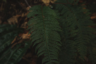 Close-up of fresh green plant
