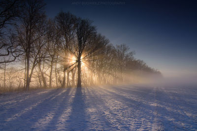 Trees on snow covered field against sky