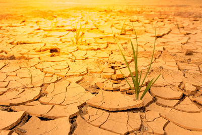 Close-up of cracked land