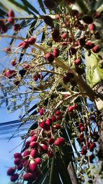 Low angle view of red flowers