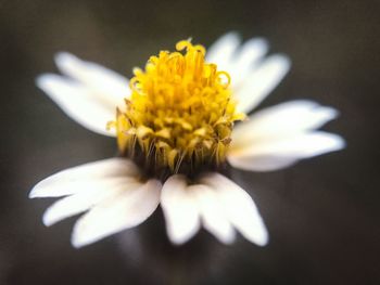 Close-up of flower blooming outdoors