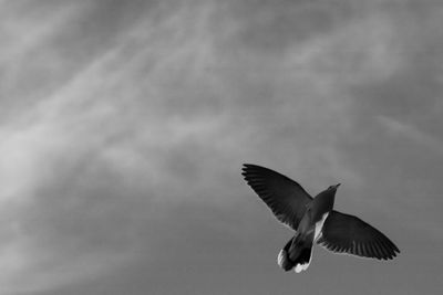 Low angle view of seagull flying in sky