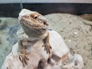 Close-up of lizard on sand at beach