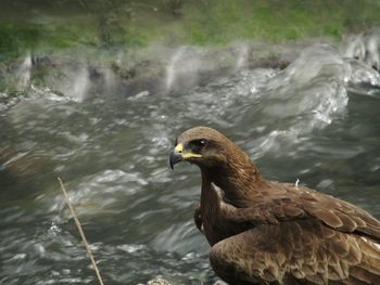 Close up of bird in water