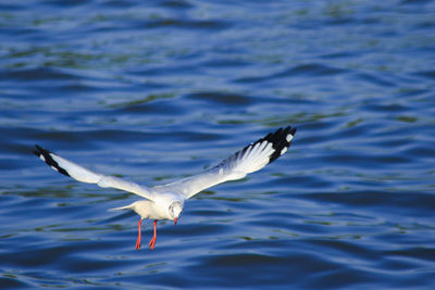 Seagull flying over lake