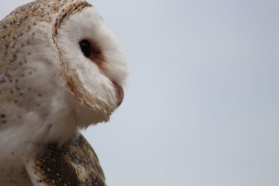 Close-up of barn owl against clear sky