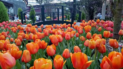 Close-up of tulips