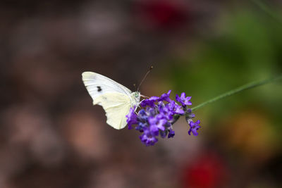 Cabbage white butterfly, pieris rapae sitting on purple lavender blossom