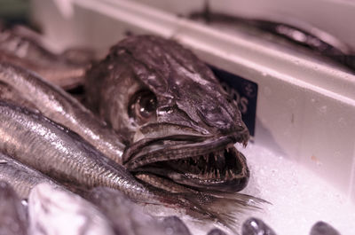 Close-up of dead fish in container