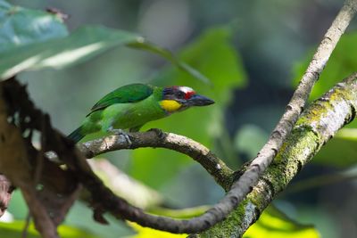 Close-up of parrot perching on tree