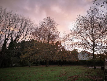 Bare trees on field against sky during sunset