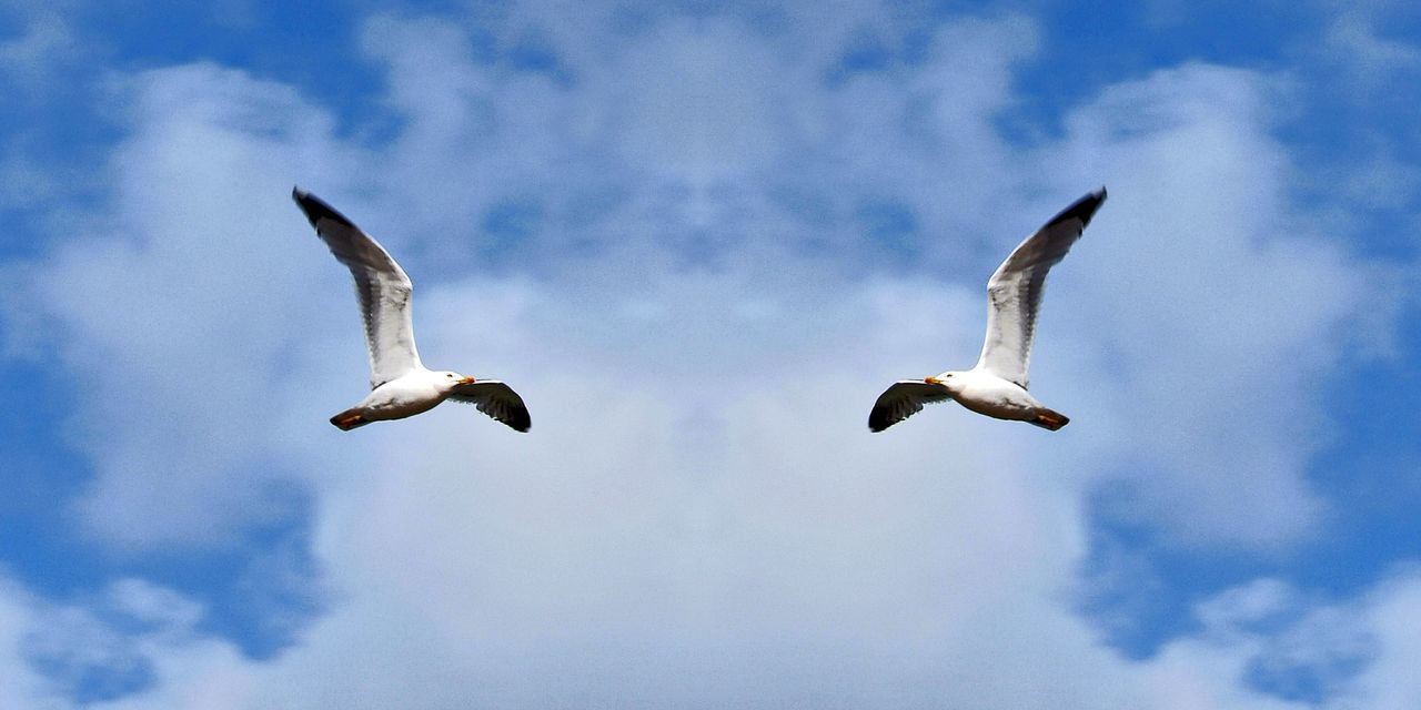 flying, sky, animals in the wild, cloud - sky, animal themes, low angle view, spread wings, bird, day, mid-air, animal wildlife, seagull, outdoors, no people, nature, sea bird