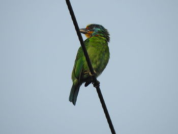 Bird perching on a plant against clear sky