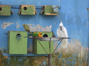 Bird perching on wall