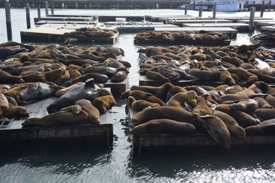 Seals on pier over ocean