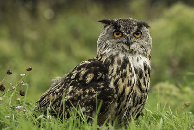 Close-up portrait of owl