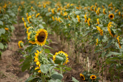 Close-up of yellow flowering plant on field