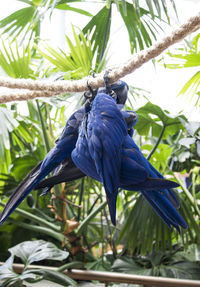 Low angle view of parrot perching on tree
