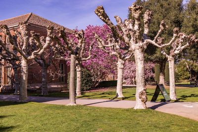 View of cherry blossom trees in park