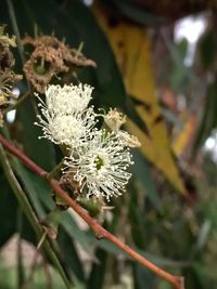 Close-up of white flowers