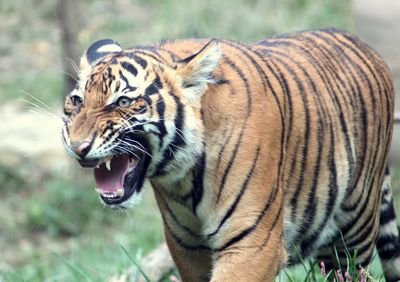 Close-up of tiger