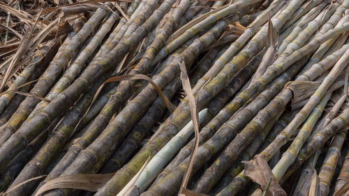 Full frame shot of firewood in forest