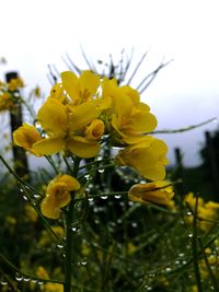 Close-up of yellow flowers blooming outdoors