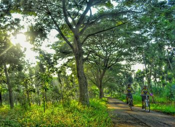 Trees in park