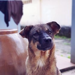 Close-up portrait of dog looking at camera