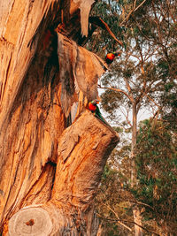 Low angle view of person on rock