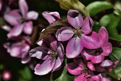 Close-up of pink flowers