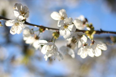 Close-up of white cherry blossoms