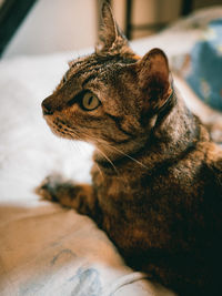 Close-up of a cat looking away