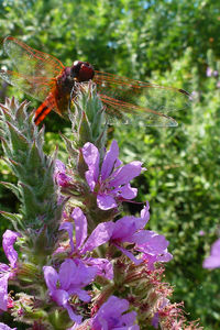 Close-up of purple flowers