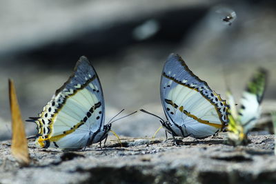 Close-up of butterfly