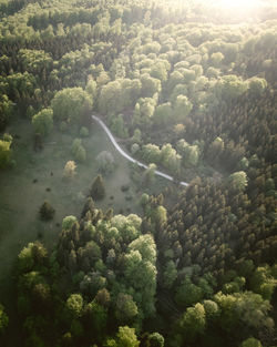 High angle view of trees in forest