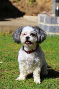 Portrait of a sitting small dog on a lawn