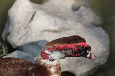 Close-up of a bird