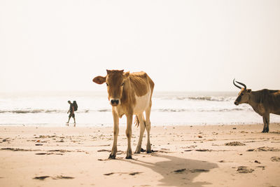 Horses on beach