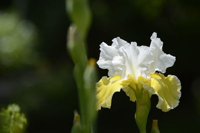 Close-up of white flowering plant