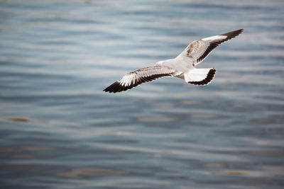 Close-up of seagull flying over water